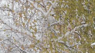雪花<strong>飘</strong>落，<strong>大雪</strong>纷飞.. 冬季风景。 树木和雪